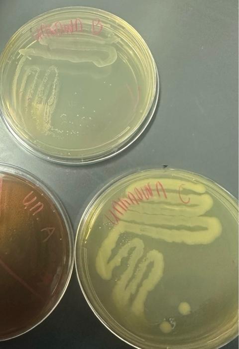 Solved can someone help me identify these unknown bacteria | Chegg.com