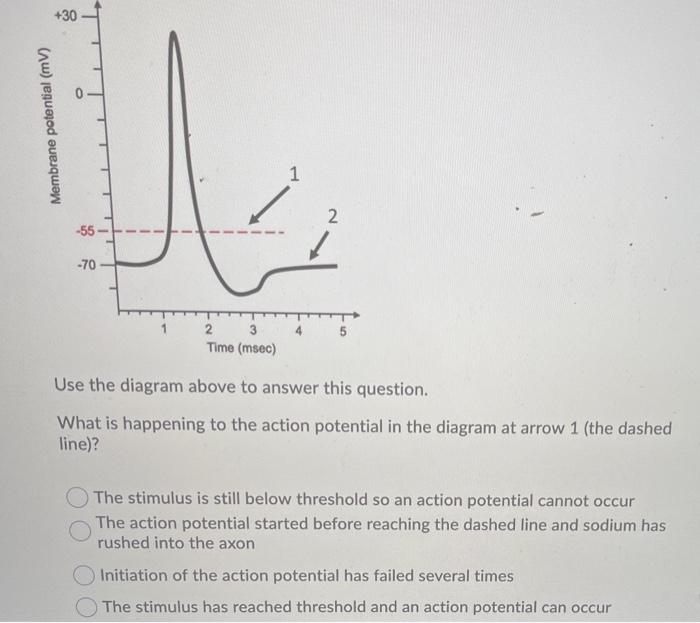 Solved What is happening to the action potential in the | Chegg.com