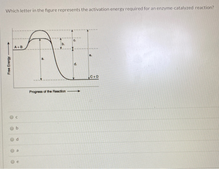 solved-which-letter-in-the-figure-represents-the-activation-chegg