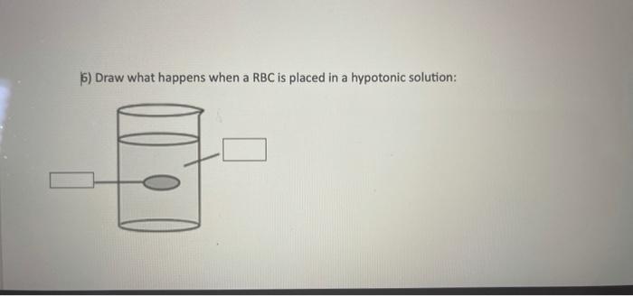 5) Draw what happens when a RBC is placed in a | Chegg.com