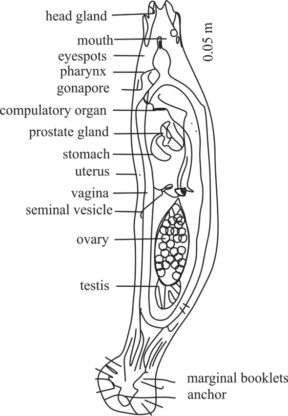 Chapter 19 Solutions | Foundations Of Parasitology 9th Edition | Chegg.com