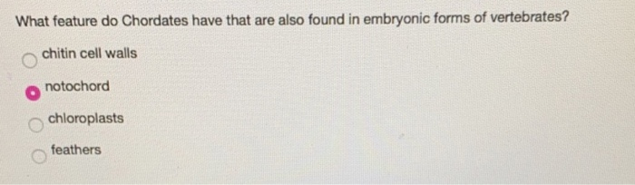 Solved What feature do Chordates have that are also found in | Chegg.com