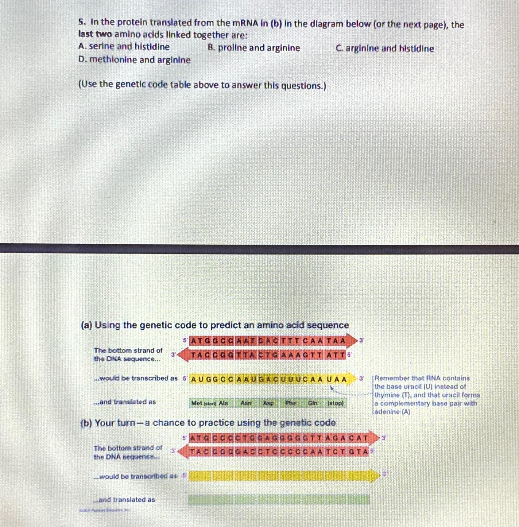 Solved In the protein translated from the mRNA in (b) ﻿In | Chegg.com