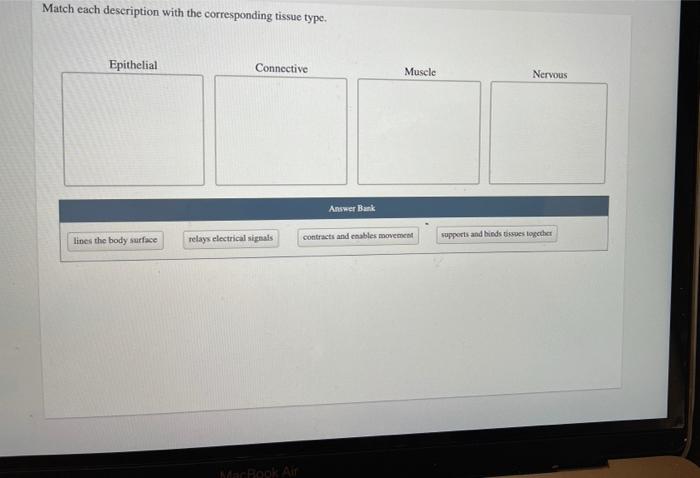 Solved Match each description with the corresponding tissue | Chegg.com