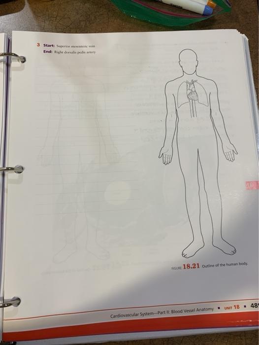 Solved Procedure 1 Tracing Blood Flow Patterns Trace the