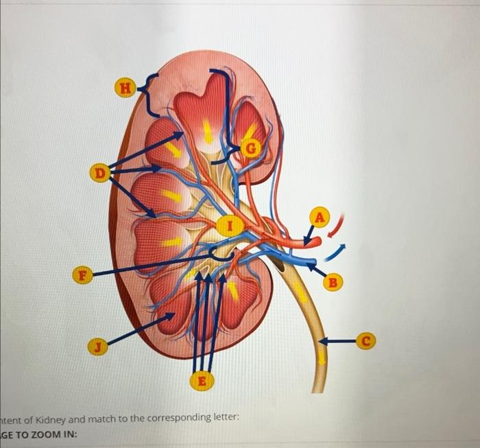 Solved tent of Kidney and match to the corresponding letter: | Chegg.com