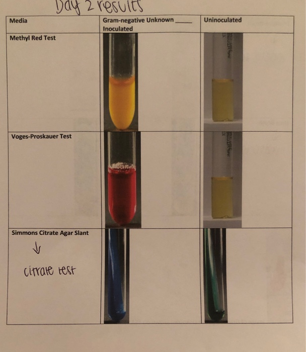 Solved Identification of an Unknown Gram Negative Bacterial | Chegg.com