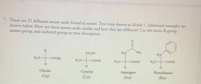 Solved Model 1 - Formation of a Peptide Bond Amino acid 1 | Chegg.com
