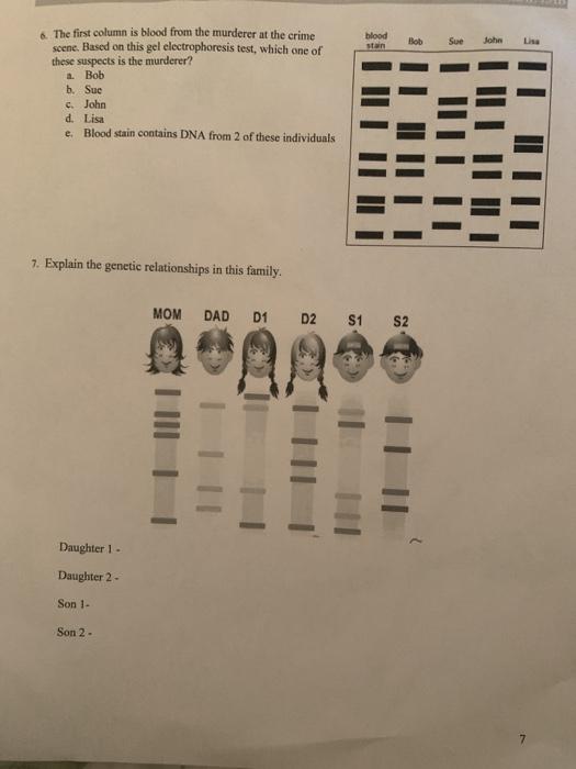 Solved GEL ELECTROPHORESIS ONLINE LAB Introduction Gel