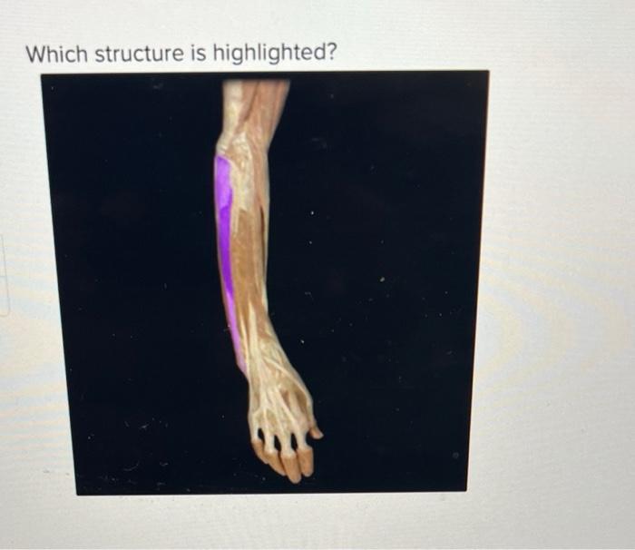 Solved What is the action of the extensor digitorum muscle? | Chegg.com