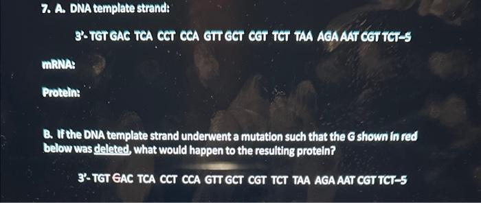 Solved 7. A. DNA template strand: 3-TGT GAC TCA CCT CCA GTT | Chegg.com