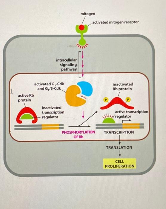 Solved 3. Mitogens are involved in cell signaling pathways Biology Diagrams