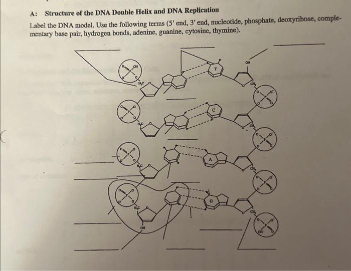 the structure of dna