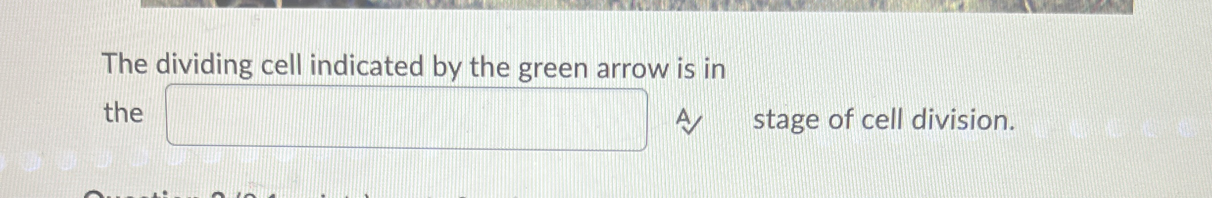 Solved The dividing cell indicated by the green arrow is in | Chegg.com