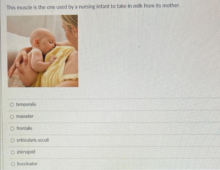 Solved This muscle is the one used by a nursing infant to | Chegg.com