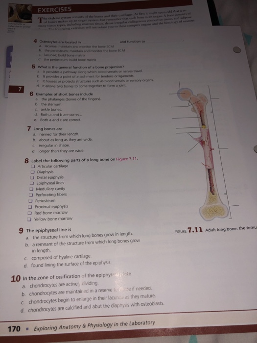 Solved EXERCISES 5 What is the general function of bone | Chegg.com