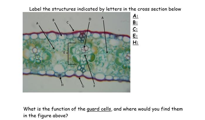 Solved Label the structures indicated by letters in the | Chegg.com