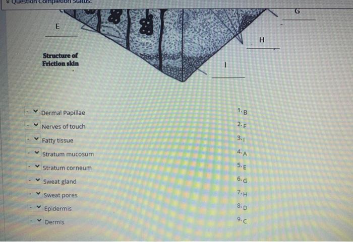 Solved Match the letter from the diagram at the top with the | Chegg.com
