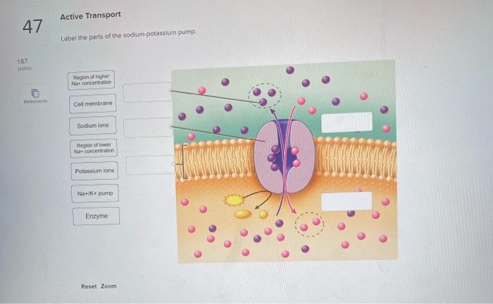 Solved Active Transport 47 Label the parts of the sodium | Chegg.com
