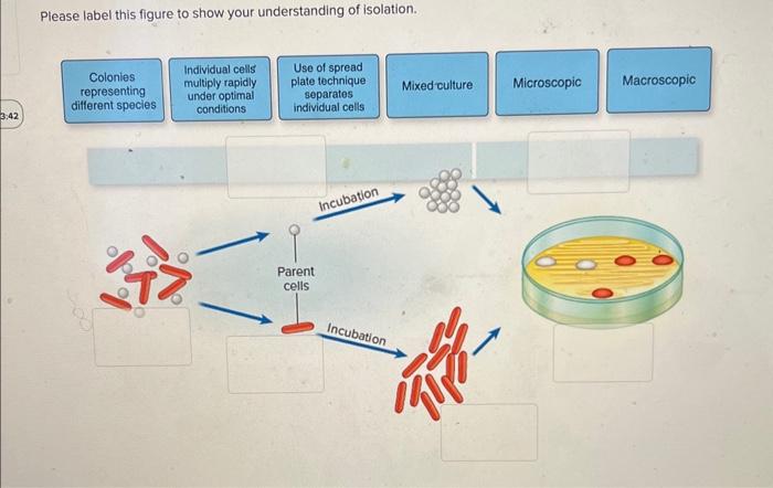 Solved Please label this figure to show your understanding | Chegg.com