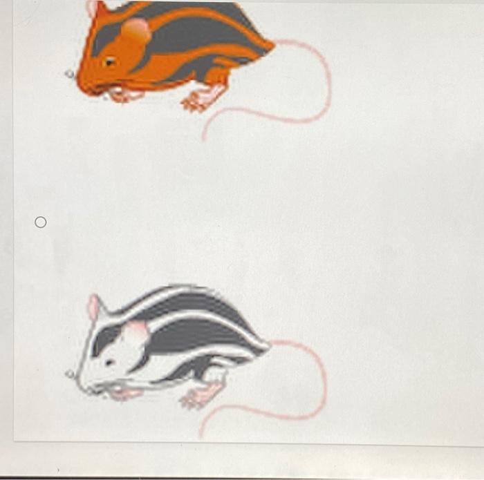 Solved Suppose there is a unique species of mouse in which | Chegg.com