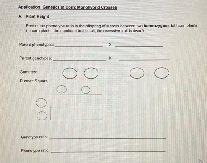 Solved Application: Genetics in Corn: Monohybrid Crosses A. | Chegg.com