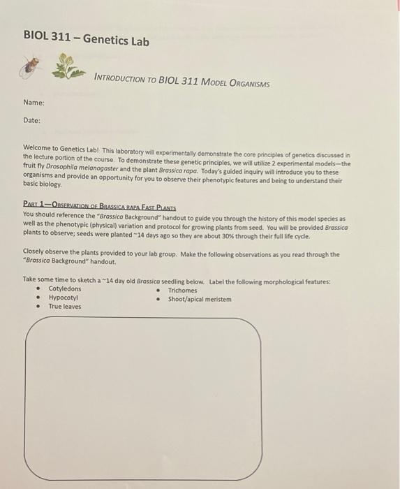 BIOL 311 - Genetics Lab INTRODUCTION TO BIOL 311 | Chegg.com