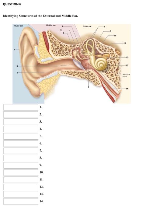 Solved Identifying Structures of the External and Middle | Chegg.com