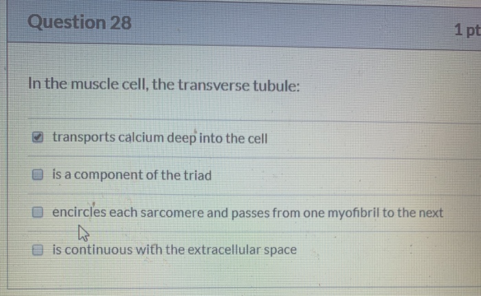 Solved Question 28 1 pt In the muscle cell, the transverse | Chegg.com