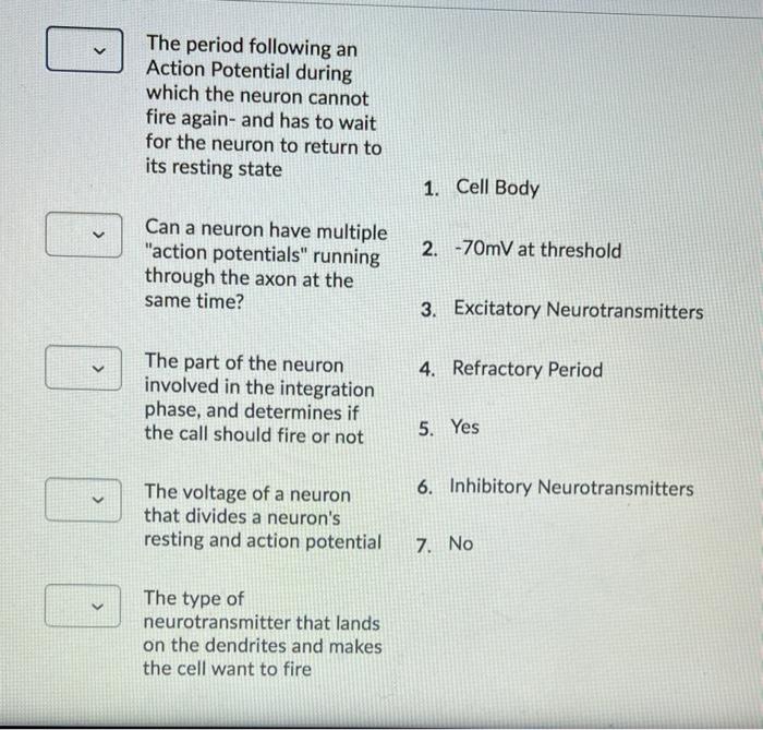 Solved The period following an Action Potential during which | Chegg.com