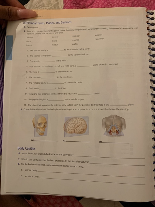 The Language Of Anatomy Review Sheet Exercise 1 Answer Key ...