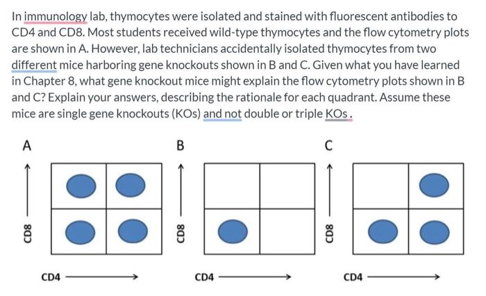 Solved In immunology lab, thymocytes were isolated and | Chegg.com