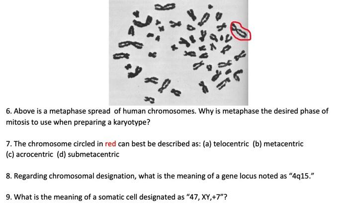 Solved 6. Above is a metaphase spread of human chromosomes. | Chegg.com