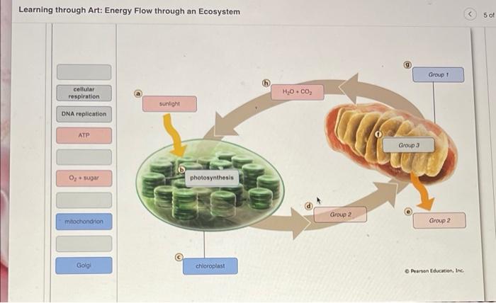 Solved Learning Through Art Energy Flow Through An Chegg Com