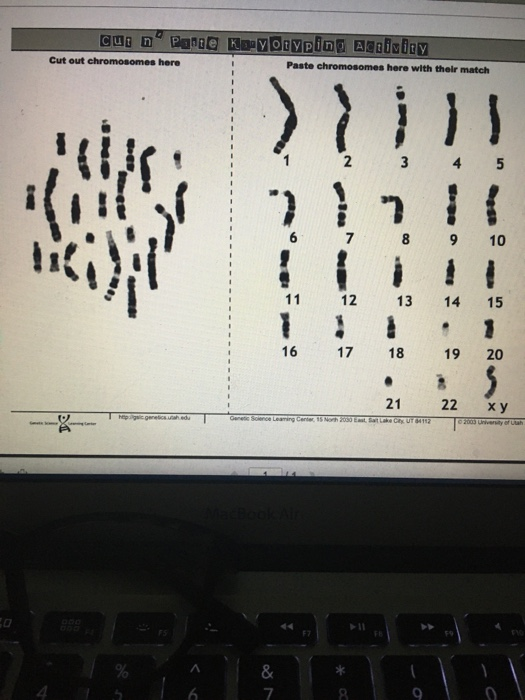 Solved Cui N Pange Key Otyping Aegidity Cut Out Chromosomes