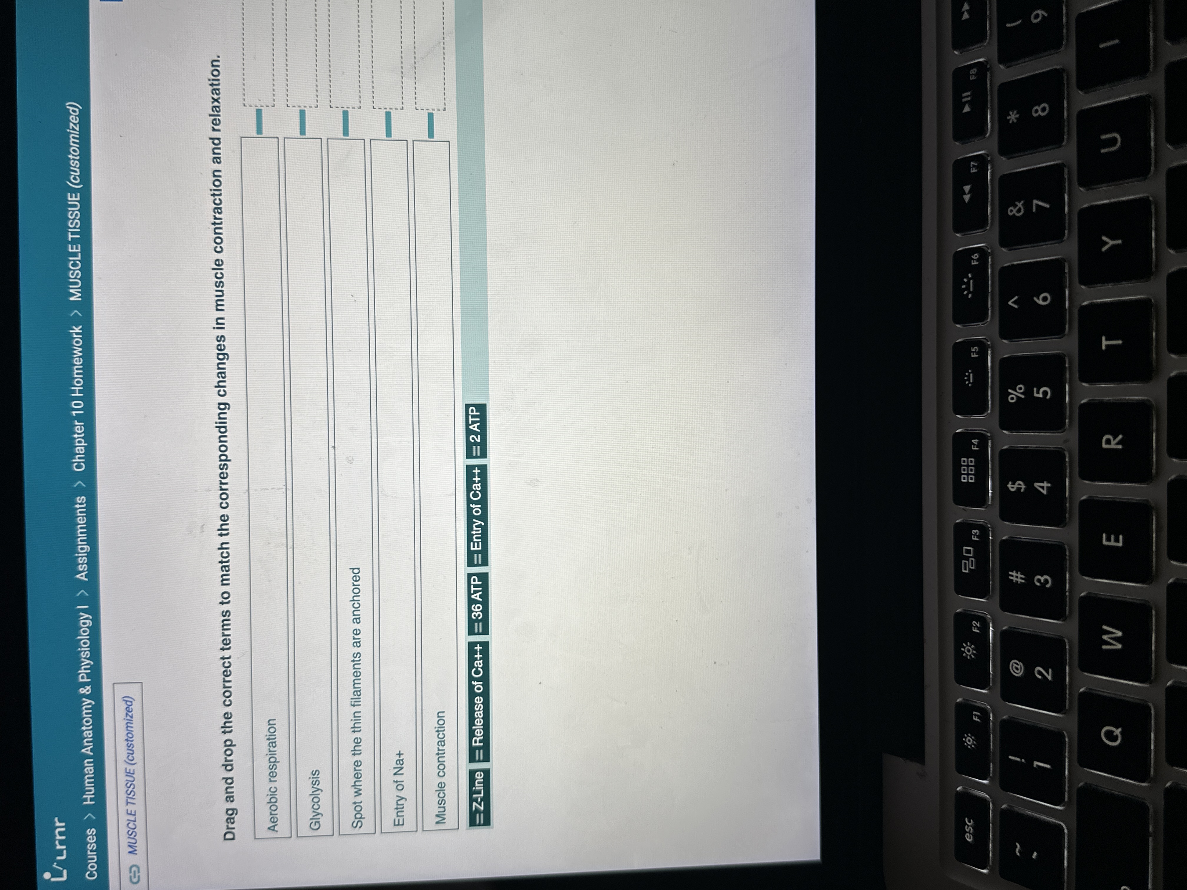 Solved Drag and drop the correct terms to match the | Chegg.com