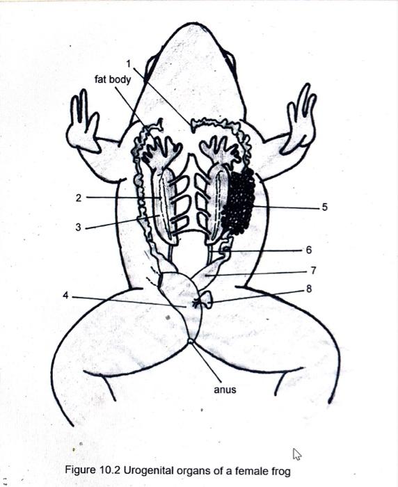 Solved 1. Label the parts of the frog's respiratory and