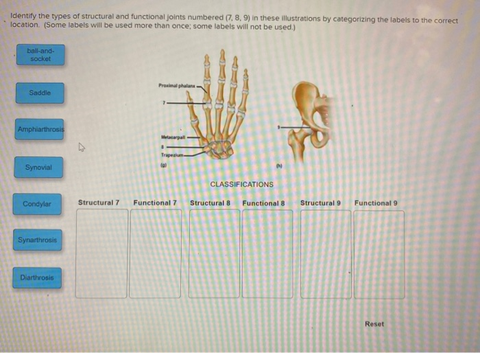 Solved Identify the types of structure and funtional joints | Chegg.com