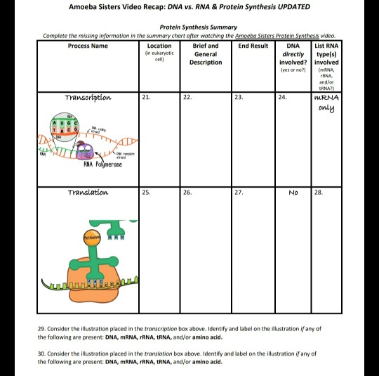 Solved Amoeba Sisters Video Recap DNA Vs RNA Protein Chegg