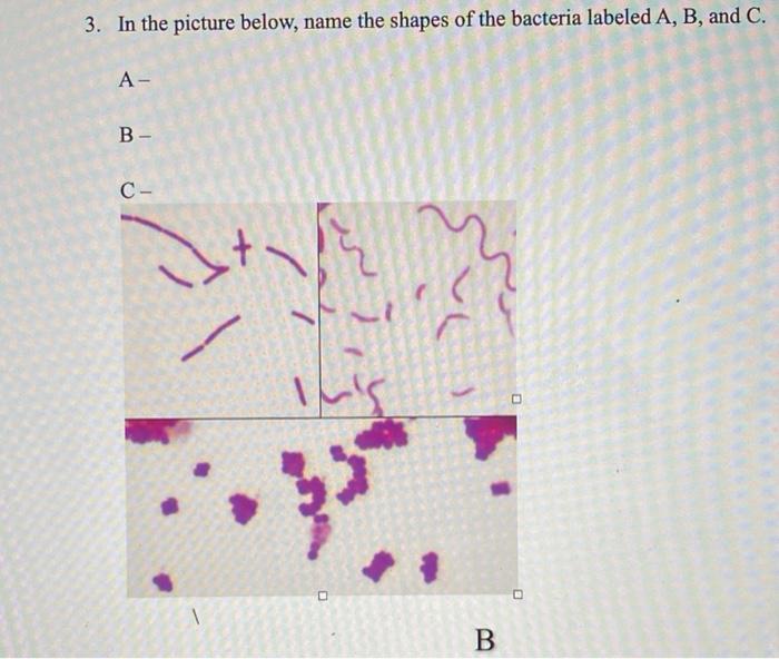 Solved 3. In the picture below, name the shapes of the | Chegg.com