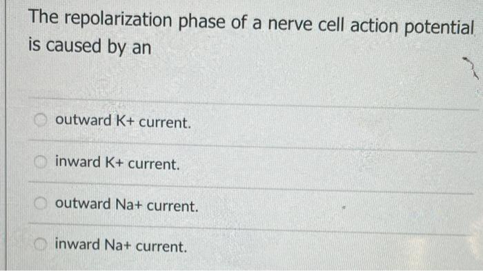 Solved The repolarization phase of a nerve cell action | Chegg.com