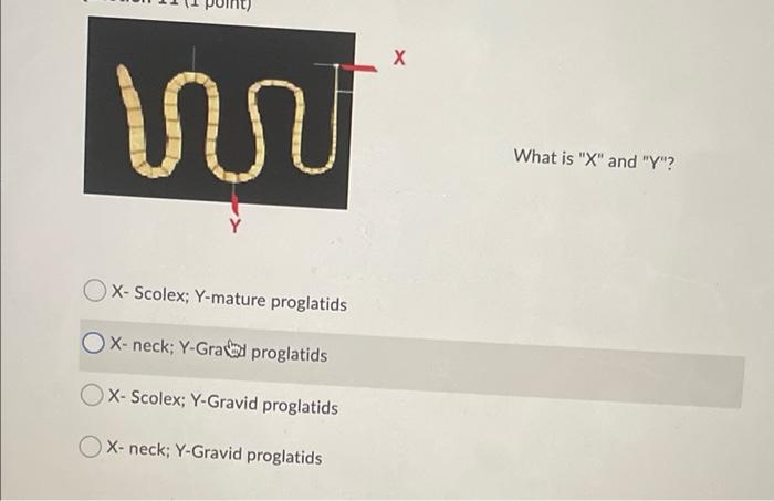 Solved Question 8 (1 point) What is microthrix? Omicrovilli | Chegg.com