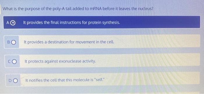 Solved What is the purpose of the poly-A tail added to mRNA | Chegg.com