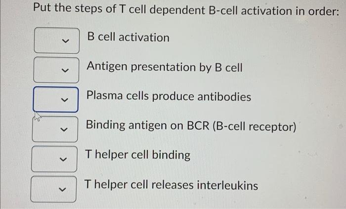 Solved Put The Steps Of T Cell Dependent B-cell Activation | Chegg.com