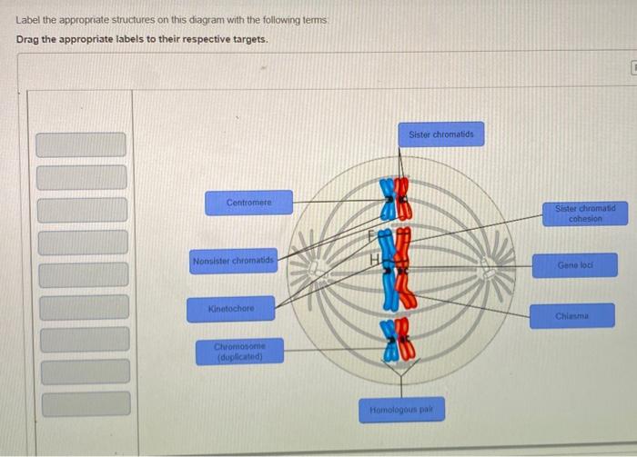 Solved Label the appropriate structures on this diagram with