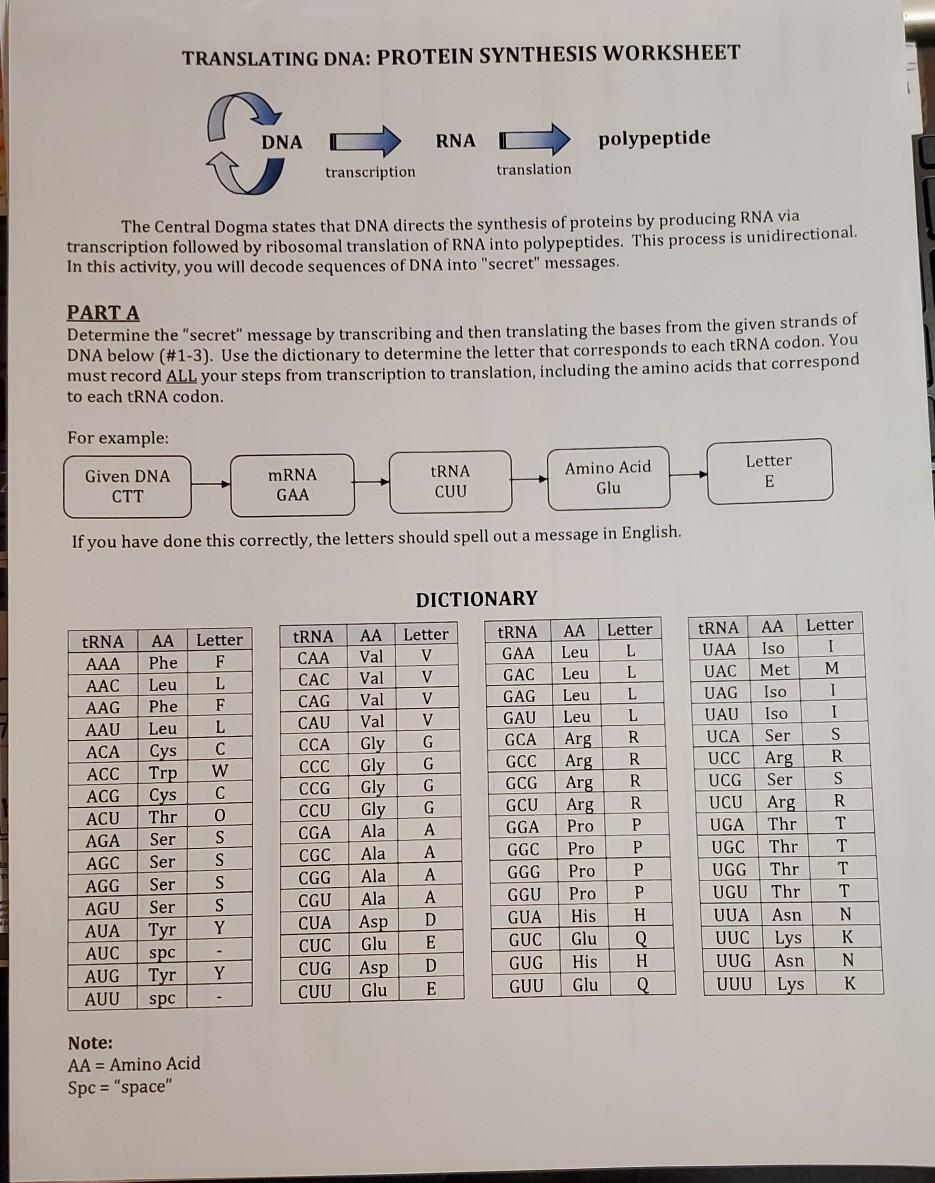 Solved TRANSLATING DNA: PROTEIN SYNTHESIS WORKSHEET DNA RNA With Protein Synthesis Worksheet Answers