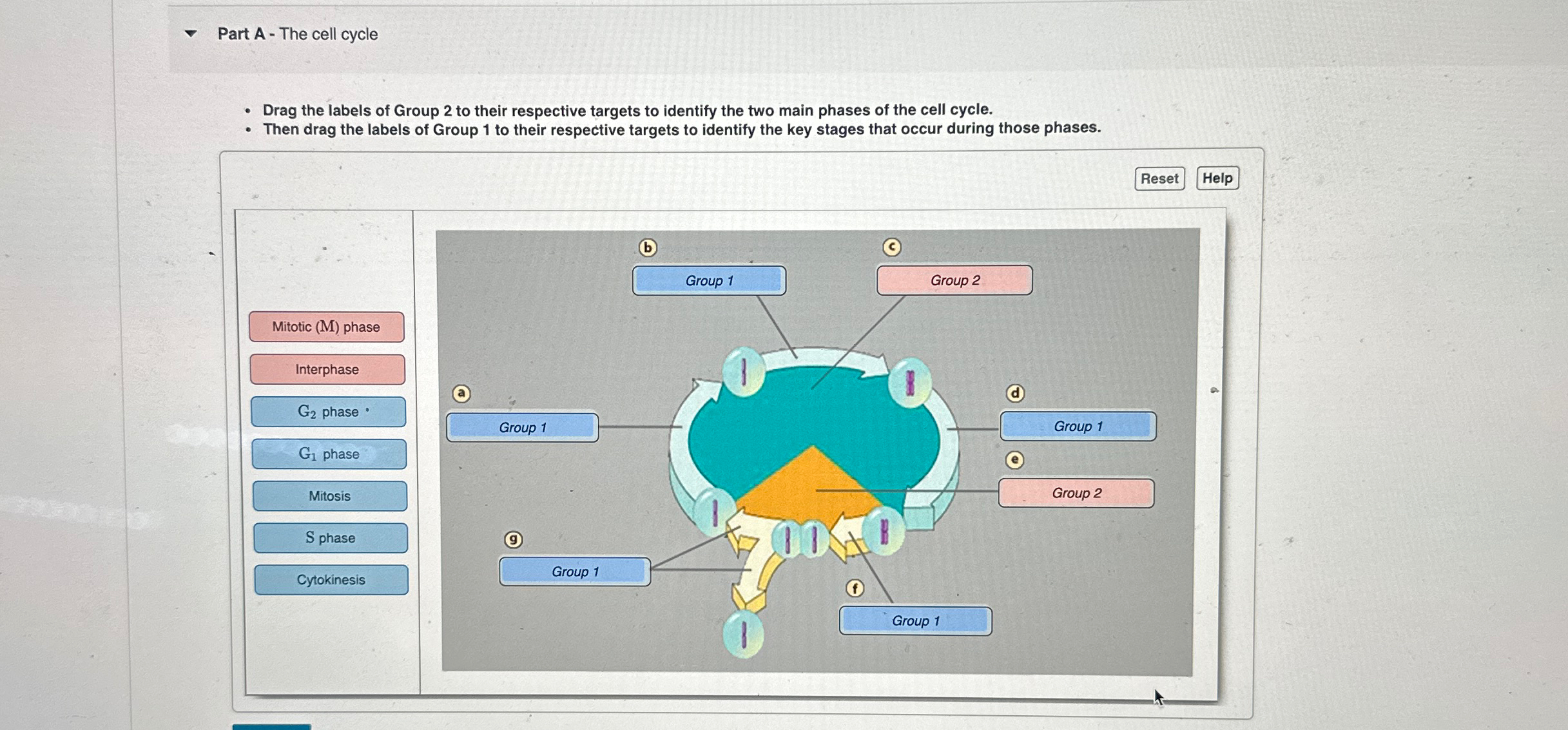 Solved Part A - ﻿The cell cycleDrag the labels of Group 2 | Chegg.com