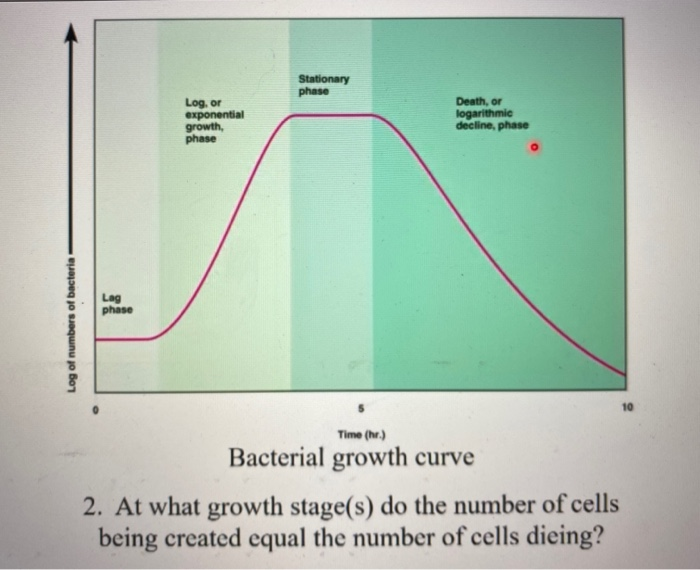 What Are The Four Phases Of Bacterial Growth And Explain Each Stage