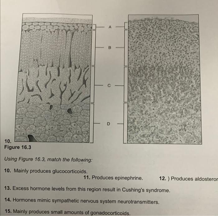 Solved Using Figure 16.3, match the following: 10. Mainly | Chegg.com