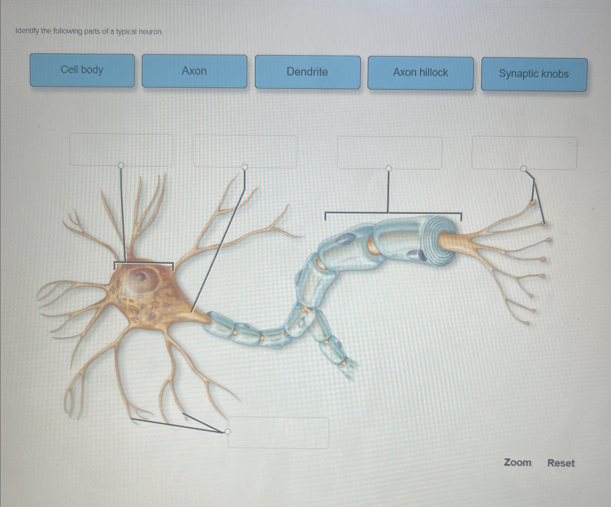 Identify the following parts of a typical | Chegg.com